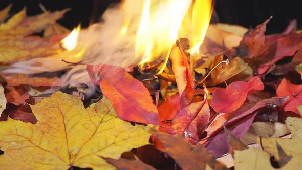 burning leaves